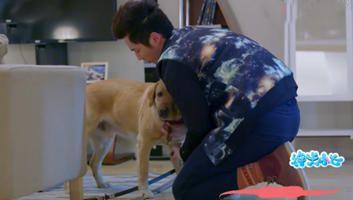 神犬小七dierji表情包分享展示